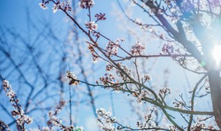 梅花什么季节种植 梅花什么季节种植最好