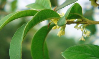 香桂叶树的种植方法 桂香花怎样种植