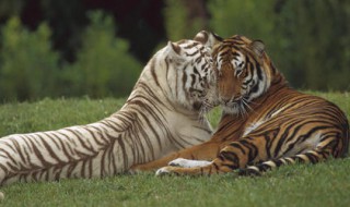 老虎是色盲吗 动物都是色盲吗,老虎那叫保护色
