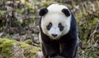 熊猫为什么喜欢爬树 熊猫为什么喜欢爬树简写
