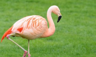 粉红色火烈鸟什么寓意 粉色火烈鸟代表的寓意