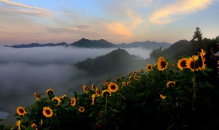 送太阳花是什么意思 送太阳花解释