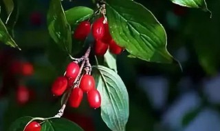 重阳节插茱萸的寓意（重阳节插茱萸的寓意和象征）