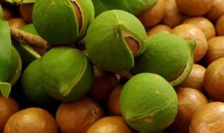 澳洲坚果的种植风险有哪些 种植澳洲坚果前景如何