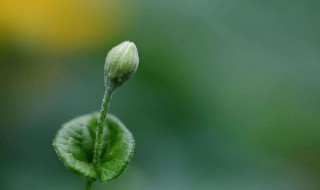 如何让丝瓜早发芽（如何让丝瓜早发芽出苗）