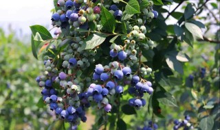 阳台种植蓝莓需要注意什么 阳台种植蓝莓需要注意什么吗
