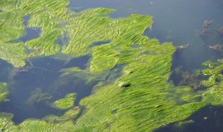 解决藻类大量爆发的方法（解决藻类大量爆发的方法有哪些）