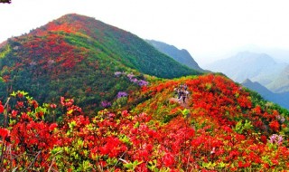 百里杜鹃花期（百里杜鹃花期是几月）