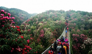 百里杜鹃风景名胜区介绍（百里杜鹃风景名胜区具体位置）