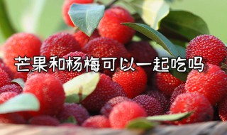 芒果和杨梅可以一起吃吗 芒果和杨梅可以一起吃吗宝宝