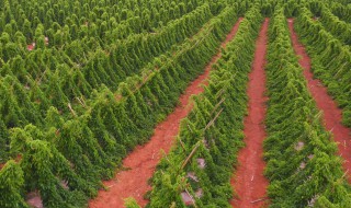 山药种子的种植方法和技术 山药种子怎么种植方法