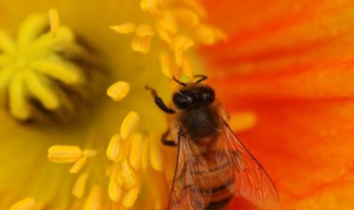 花粉怎么保存 花粉怎么保存还能授粉