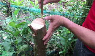 绿化树芽接方法 植物芽接技巧