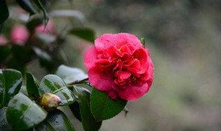 茶花修剪时间和方法 茶花修剪时间和方法视频