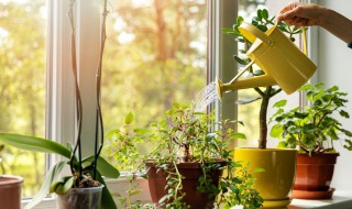 家庭种植枸杞树方法 如何种植枸杞树