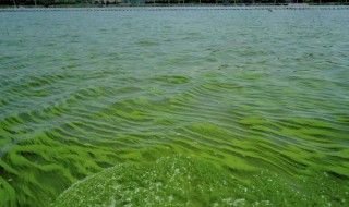 鱼塘水面有一层绿色泡沫怎么解决（鱼塘水面长满绿色泡沫）