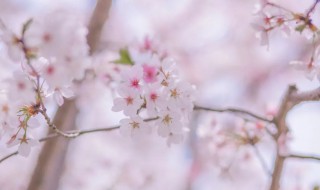 花开花落散文（落花 散文）