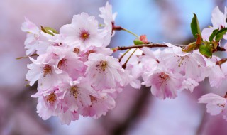 樱花的寓意和花语（樱花的寓意和花语是什么）