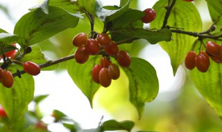 陕西重阳节的风俗是什么（陕北的重阳节有什么风俗）