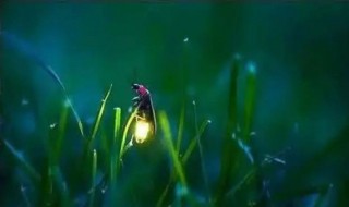萤火虫怎么养 萤火虫怎么养才能养得活