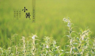 小暑是什么季节（小暑是什么季节是入伏吗）