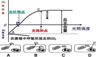 真光合速率的三种表示方法（真光合速率的三种表示方法是）