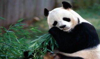 大熊猫喜欢吃什么东西 大熊猫喜欢吃什么东西作文