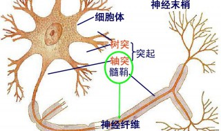 心交感神经末梢释放的递质是（心交感神经末梢释放的递质是乙酰胆碱）