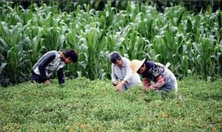 种养殖合作社业务范围 种植养殖合作社的业务范围