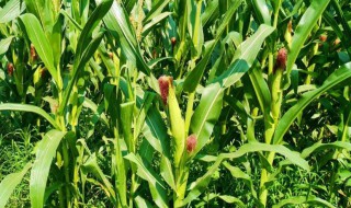 碱性地种玉米施用尿素的方法（碱地种植玉米苗后用什么肥料）