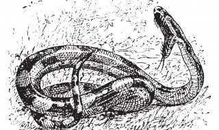 小说里描写蟒蛇的句子 对蟒蛇的描写