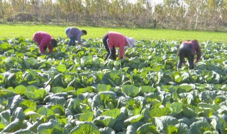 菜花的过冬方法（菜花的过冬方法图片）