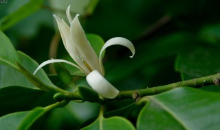 白兰花的营养价值 白兰花食用价值