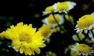 菊花冬季侧芽怎么处理 菊花冬季发芽怎么办