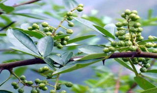 花椒幼树的修剪方法（花椒树的三步骤修剪法）