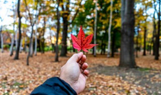 秋天早晨美好句子简短（秋天清晨寄语唯美句子简短）