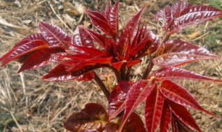 红油香椿树种子播种方法（红油香椿树苗种植技术）