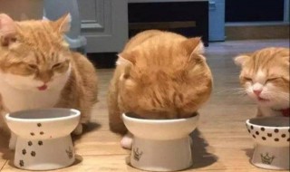 猫粮人可以吃吗 巅峰猫粮人可以吃吗
