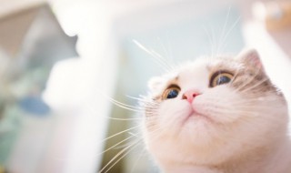 牛磺酸猫咪吃了有什么作用 牛磺酸猫咪吃了有什么作用呢