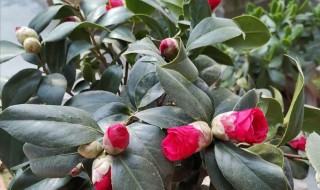 茶花冬季怎么管理 茶花冬季如何管理