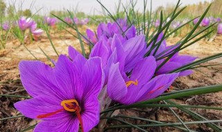 藏红花怎么种植（藏红花怎么种植,采摘,留种）