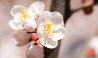 杏花的花语是什么 杏花的花语是什么样的