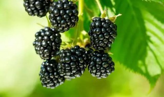 黑莓是桑葚吗（黑莓和桑葚的区别）