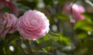 山茶花怎样地栽（山茶花的地栽养殖方法）