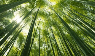 竹子什么季节种植最好（竹子什么季节种植最好养）