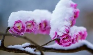 雪梅是什么植物 雪梅是植物吗