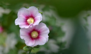 蜀葵花的花语和寓意是什么（蜀葵花的花语和寓意是什么意思）