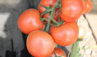 北方种植番茄面积（北方种植番茄面积多大）