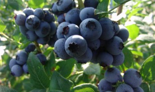 北方可以种植蓝莓吗 北方可以种蓝莓吗?