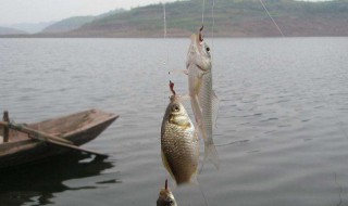 路亚活饵泥鳅钓法（路亚活饵泥鳅钓法图解）